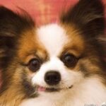 赏金国际平台的品牌建设与形象塑造 dobbj0h4x3